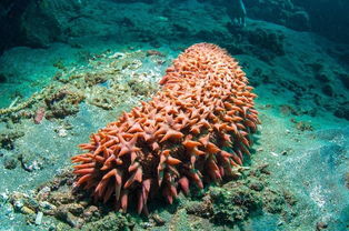 海参在多深的海水中生长最合适