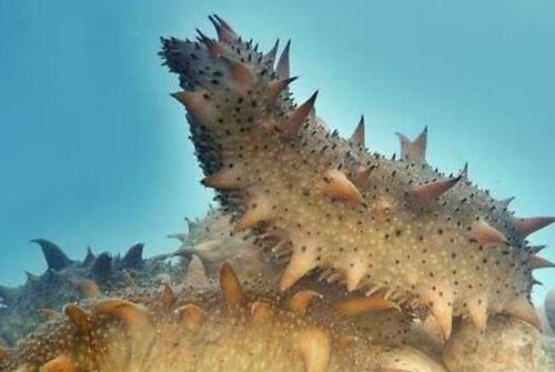 全球海参十大排行榜：揭秘的海参品种